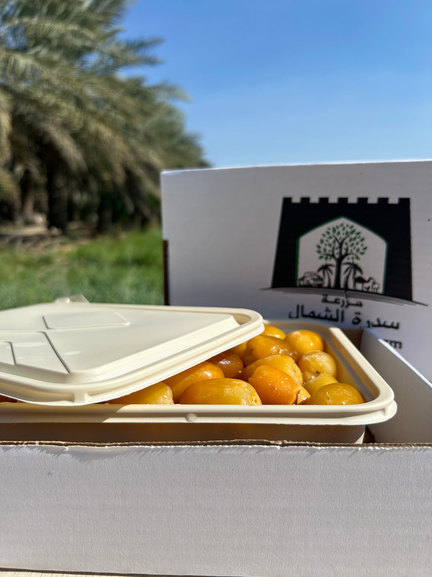 Dates (رطب خلاص مجمد)